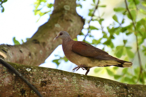 South West Mauritius : Ebony Forest Nature Escape with Lunch Into the Wild South: Ebony Forest Nature Escape with Lunch