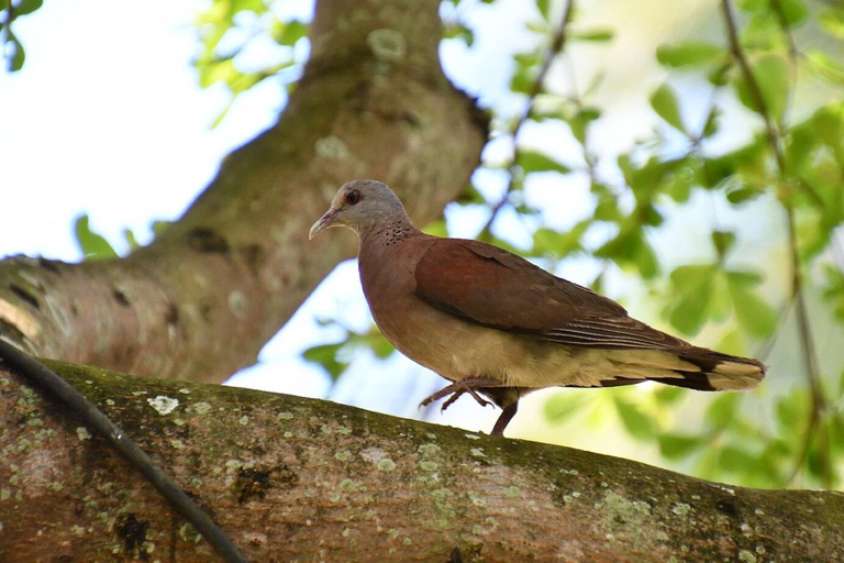 South West Mauritius : Ebony Forest Nature Escape with Lunch Into the Wild South: Ebony Forest Nature Escape with Lunch