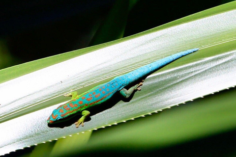 South West Mauritius : Ebony Forest Nature Escape with Lunch Into the Wild South: Ebony Forest Nature Escape with Lunch