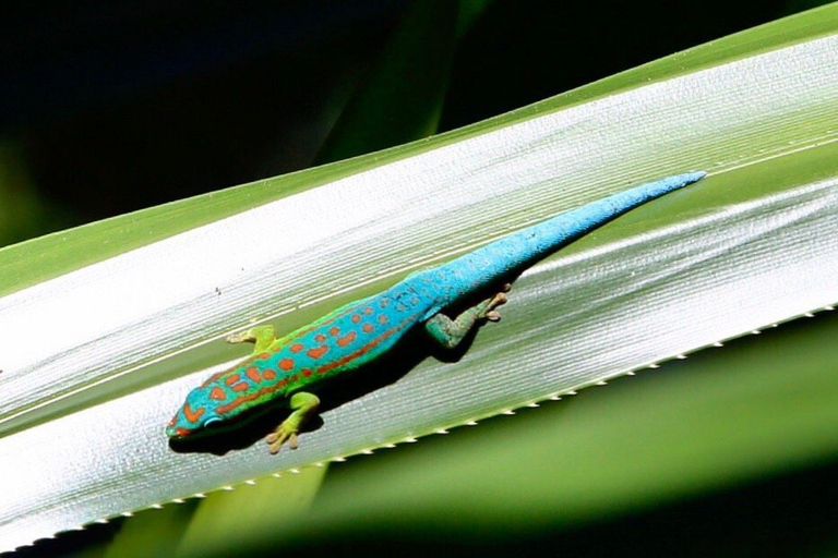South West Mauritius : Ebony Forest Nature Escape with Lunch Into the Wild South: Ebony Forest Nature Escape with Lunch