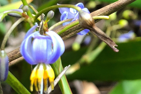 South West Mauritius : Ebony Forest Nature Escape with Lunch Into the Wild South: Ebony Forest Nature Escape with Lunch