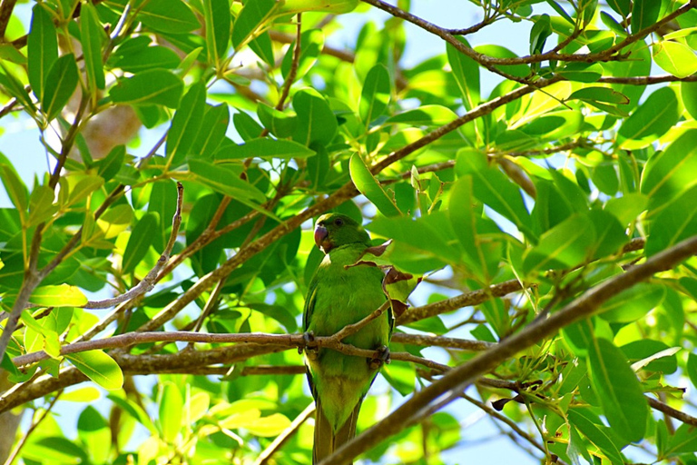 South West Mauritius : Ebony Forest Nature Escape with Lunch Into the Wild South: Ebony Forest Nature Escape with Lunch