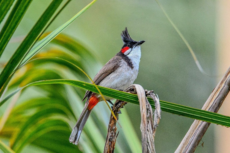 South West Mauritius : Ebony Forest Nature Escape with Lunch Into the Wild South: Ebony Forest Nature Escape with Lunch