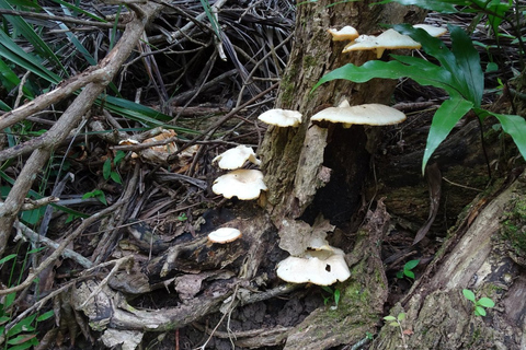 South West Mauritius : Ebony Forest Nature Escape with Lunch Into the Wild South: Ebony Forest Nature Escape with Lunch