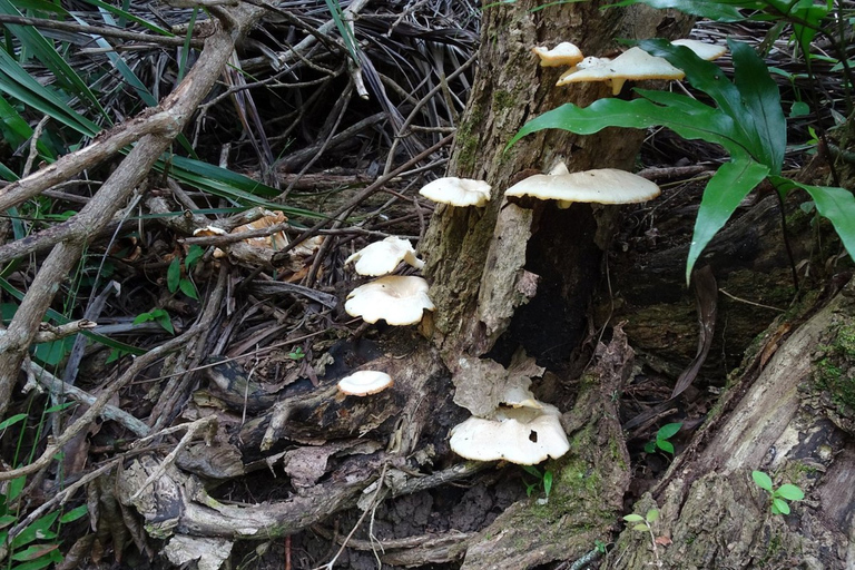 South West Mauritius : Ebony Forest Nature Escape with Lunch Into the Wild South: Ebony Forest Nature Escape with Lunch