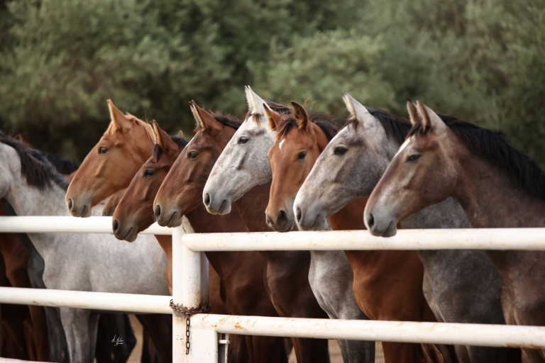 Seville: Horse Show Entry Ticket. Optional Stud Farm Visit Horse Show Entry Ticket and Motivational Stable Visit