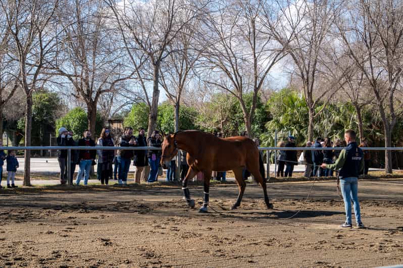 Seville Horse Show Entry Ticket. Optional Stud Farm Visit GetYourGuide