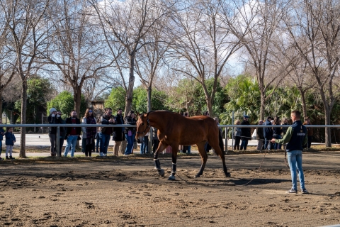 Sevilla: toegangsbewijs paardenshow. Optioneel stoeterijbezoekAlleen toegangsbewijs paardenshow