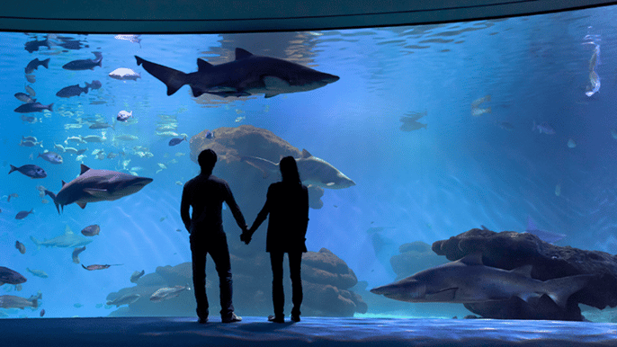 Mallorca Entrada Palma Aquarium c/cine 3D opcional