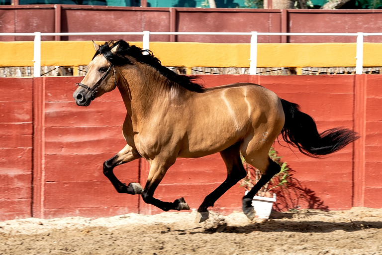 Fuengirola: Show de cavalos espanhóis com jantar opcional/FlamencoShow de Flamenco