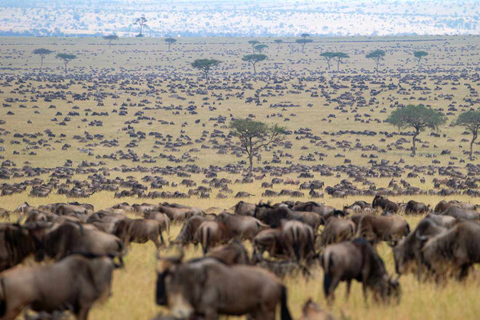 Da Nairobi: safari in jeep di lusso al Masai Mara Park di 3 giorni