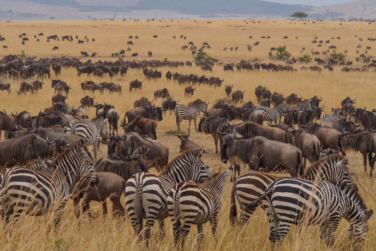 Da Nairobi: safari in jeep di lusso al Masai Mara Park di 3 giorni