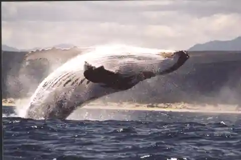 Plettenberg Bay: Whale-Watching Cruise