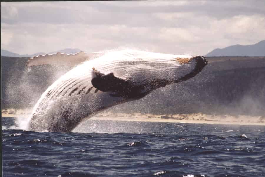 Plettenberg Bay: Whale-Watching-Bootsfahrt. Foto: GetYourGuide Plettenberg Bay: Whale-Watching-Bootsfahrt. Foto: GetYourGuide