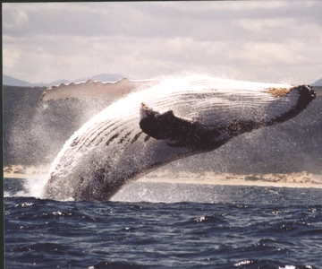 Plettenberg Bay: Whale-Watching Cruise