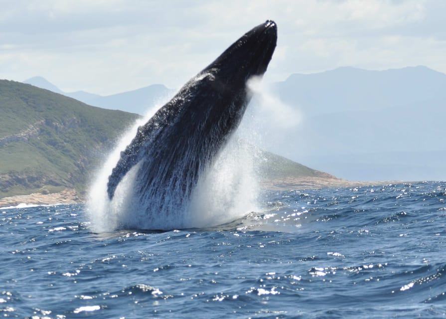 whale tour plettenberg