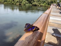 Buenos Aires, Iguazu Falls Semi-Private Tour com voos - Housity