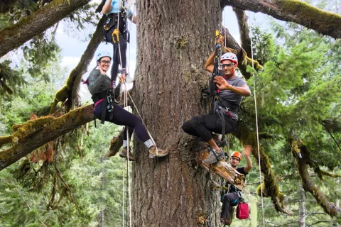 Silver Falls: Old-Growth Tree Climbing Adventure