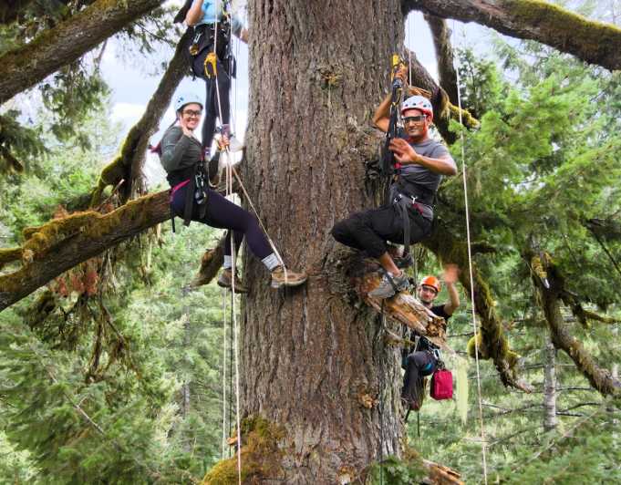 Silver Falls: Old-Growth Tree Climbing Adventure