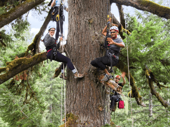 Chutes d'argent : Aventure d'escalade d'arbres anciens