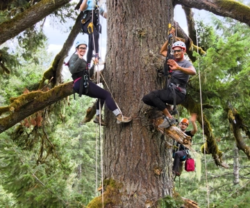 Silver Falls: Old-Growth Tree Climbing Adventure