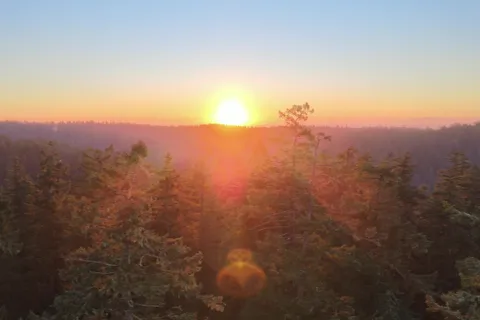 Silver Falls State Park: Tree Climbing Sunset Tour