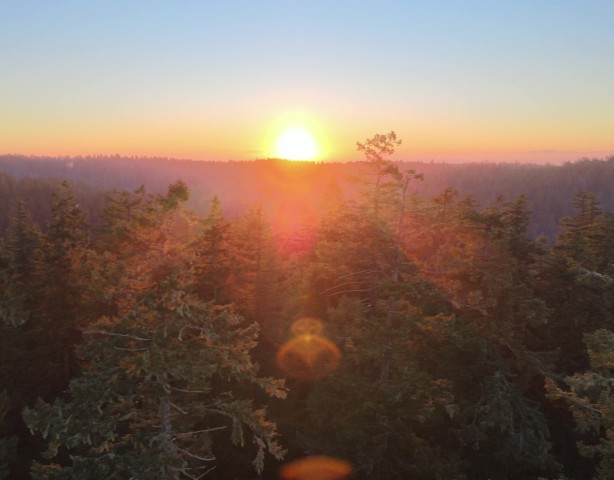 Visit Silver Falls State Park Tree Climbing Sunset Tour in Willamette Valley