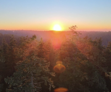 Silver Falls State Park: Tree Climbing Sunset Tour