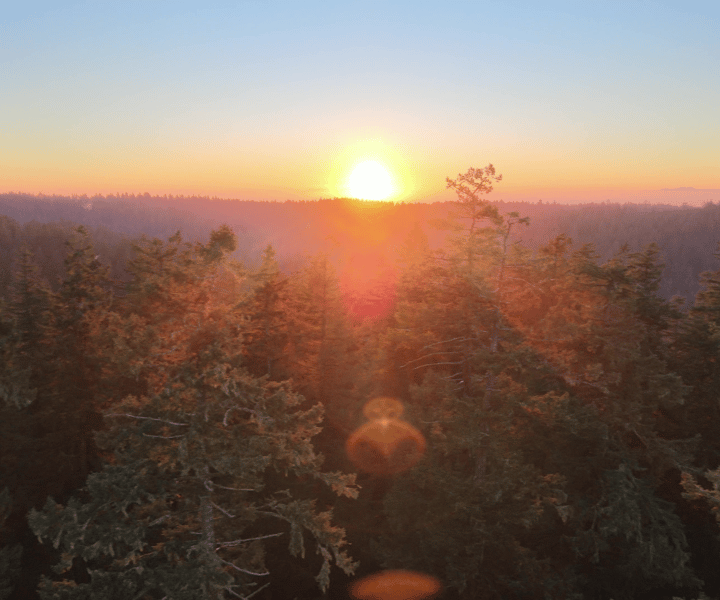 Silver Falls State Park: Tree Climbing Sunset Tour