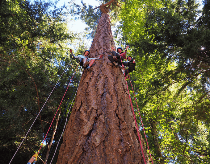 Silver Falls State Park Tree Climbing Sunset Tour GetYourGuide