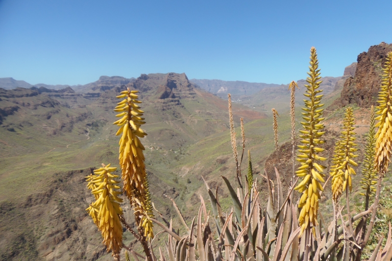 GRAND TOUR FROM SOUTH TO THE NORTH GRAN CANARIA