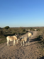 Day trip souss massa national park & silver city with 4*4 - Housity