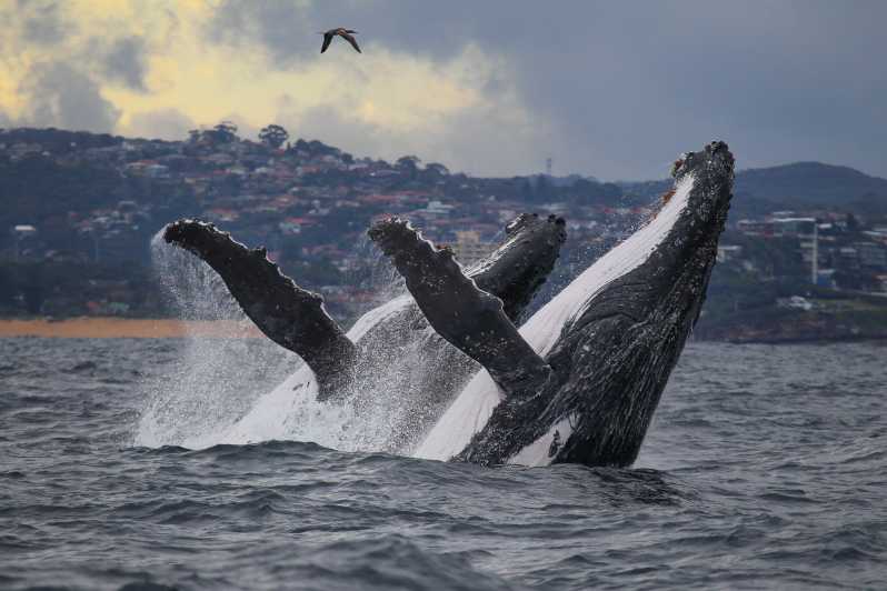Sydney: 3-stündige Walbeobachtungstour mit dem Katamaran