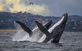 Sydney: 3-Hour Whale Watching Tour by Catamaran
