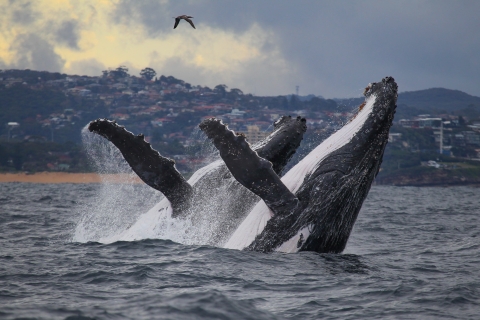 Sydney: Whale Watching Cruise per catamaranOntdekkingscruise van 3 uur met vertrek vanaf Circular Quay