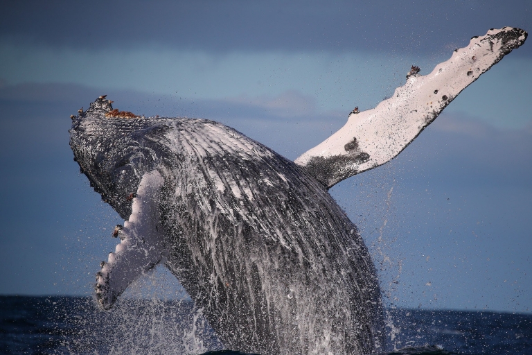 Sydney: rejs z obserwacją wielorybów katamaranem3-godzinny rejs wycieczkowy z Circular Quay