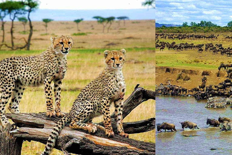 Da Nairobi: Safari in campeggio di 3 giorni al Masai Mara in jeep