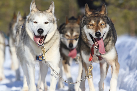 Från Rovaniemi: Självstyrd 10 km lång tur med Husky-släde