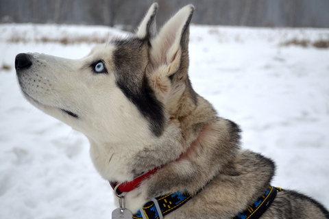 De Rovaniemi: passeio de trenó Husky autoguiado de 10 km