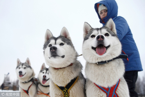 Desde Rovaniemi: Paseo en trineo tirado por huskies autodirigido de 10 km