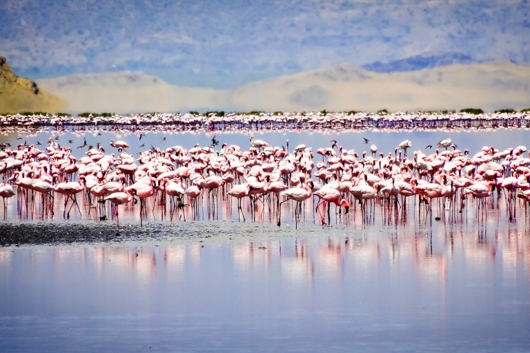 Van Arusha: 11-daagse Lake Hopping Safari