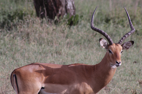 Ngorongoro Crater Full Day TripNgorongoro Day Trip