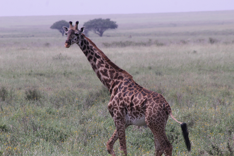 Ngorongoro Crater Full Day TripNgorongoro Day Trip