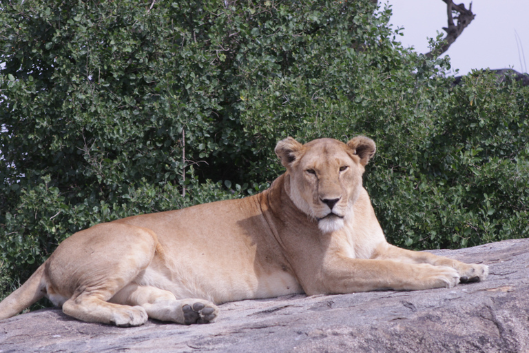 Ngorongoro Crater Full Day TripNgorongoro Day Trip