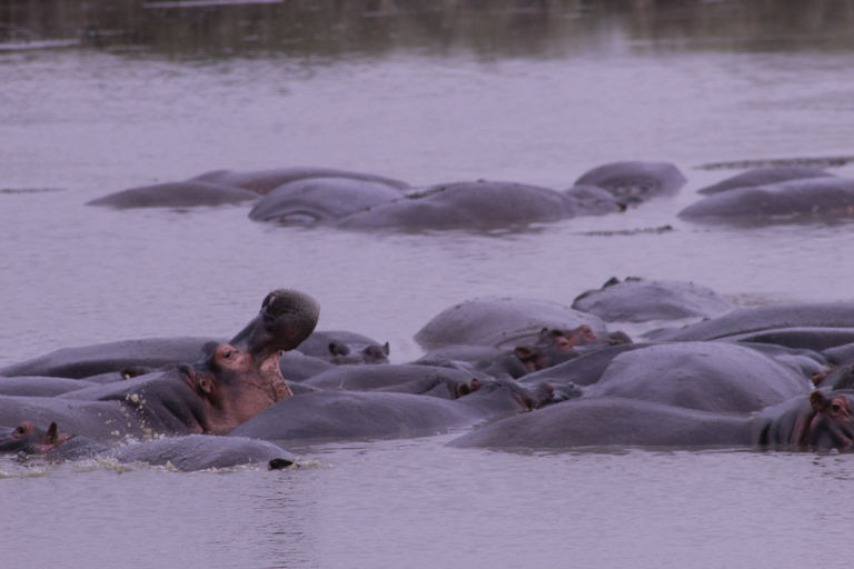 Ngorongoro Crater Full Day TripNgorongoro Day Trip