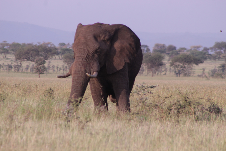 Ngorongoro Crater Full Day TripNgorongoro Day Trip