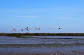 Lissabon: Vogelbeobachtungstour im Naturschutzgebiet der Tejo-Mündung