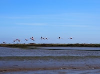 Lisbon, Tagus Estuary Nature Reserve Birdwatching Boat Tour - Housity