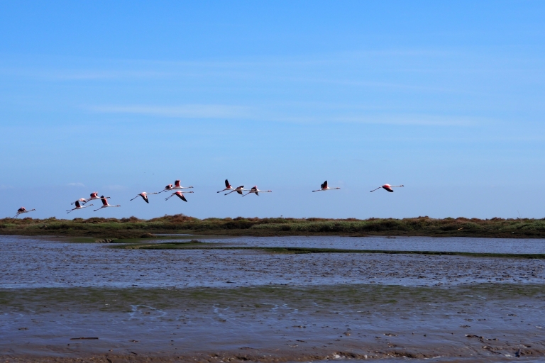 Lissabon: boottocht om vogels te spotten in het Taag-natuurreservaat