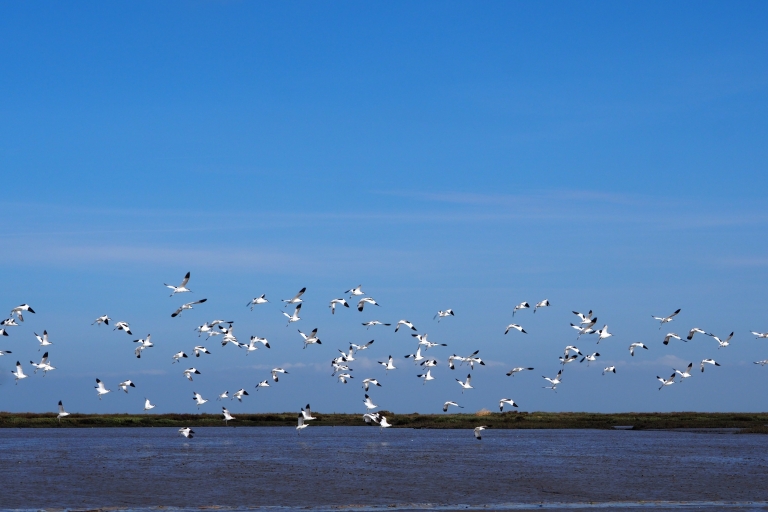 Lisboa: Excursión en barco para observar aves en la reserva natural del Tajo